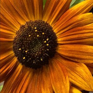 Meet your Posher, Stasha